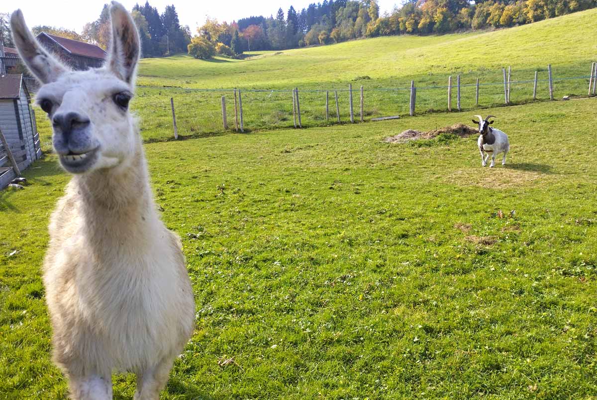 Großes Tiergehege