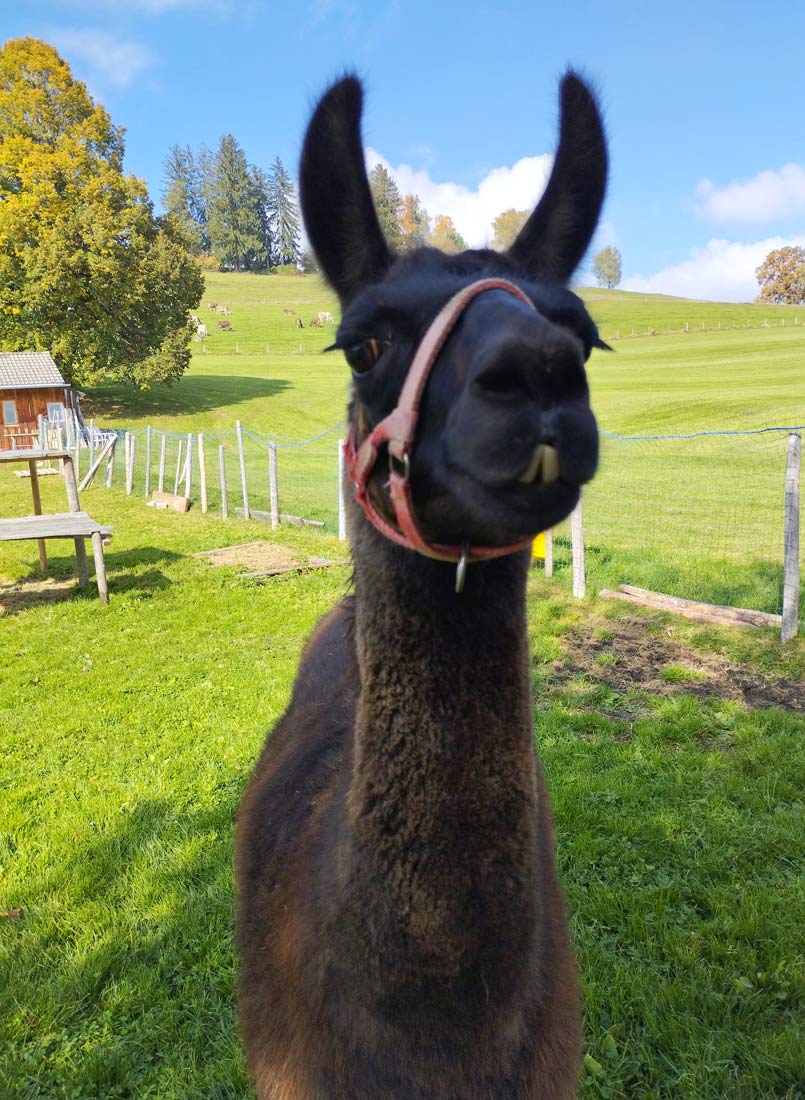 Unser Lama heißt euch willkommen