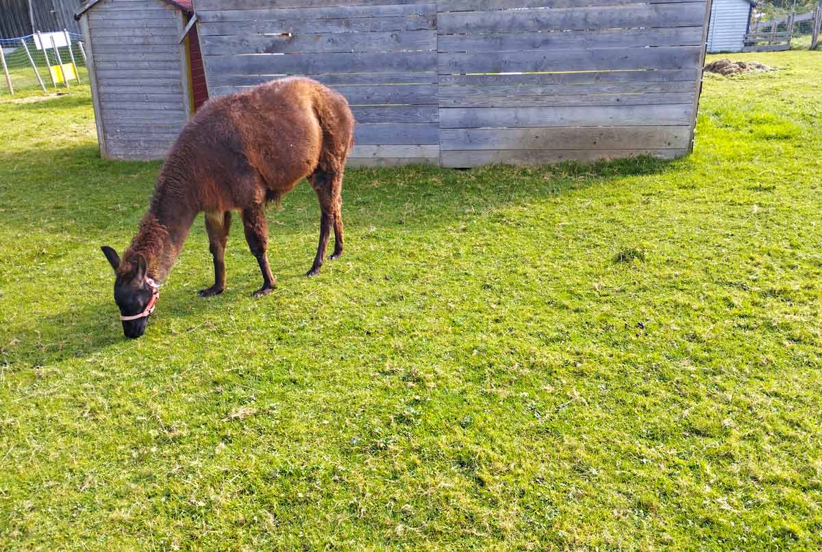 Lama auf der Wiese