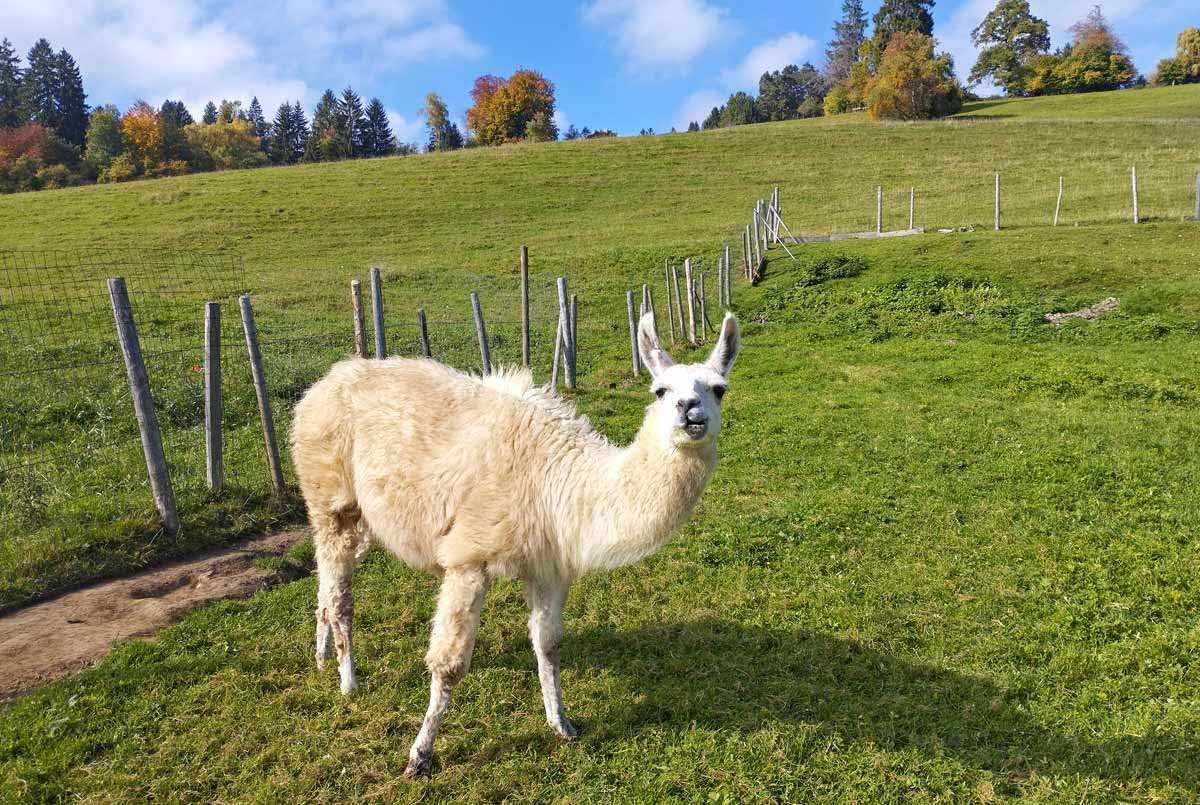 Unsere Lamas
