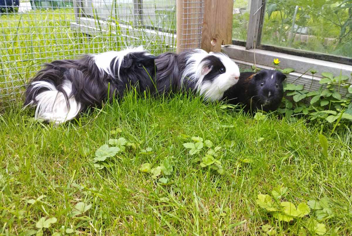 Unsere kuscheligen Meerschweinchen